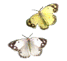 two butterflies flutter